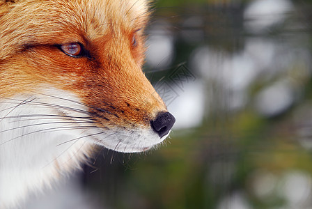 红狐狸鼻子眼睛毛皮捕食者犬类荒野打猎动物哺乳动物野生动物图片