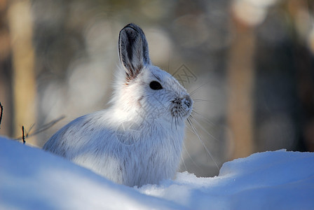 白雪雪公主季节性兔子金属打猎阴影白色栅栏动物荒野降雪图片