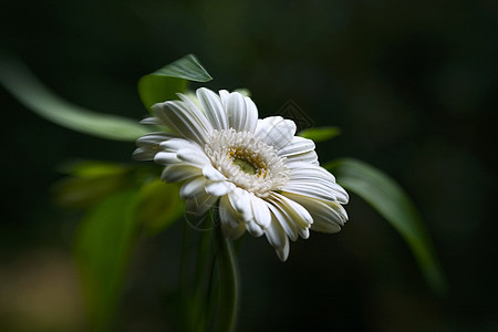 白花花绿色黄色白色树叶花朵图片