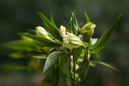 白花花白色黄色树叶绿色花朵图片