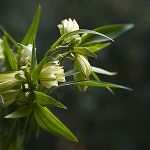 白花花树叶白色绿色黄色花朵图片