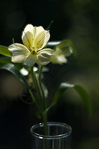 白花花白色黄色花朵绿色树叶图片