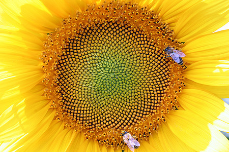 向日葵植物花园昆虫植被花瓣太阳蜜蜂食物动物群生活图片