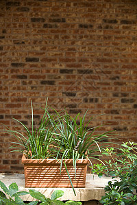 砖墙前的植物图象图片