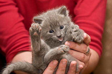 小猫晶须宠物灰色乐趣图片