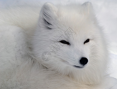 北极狐皮毛毛皮黑色白色野生动物哺乳动物分支机构动物犬类图片
