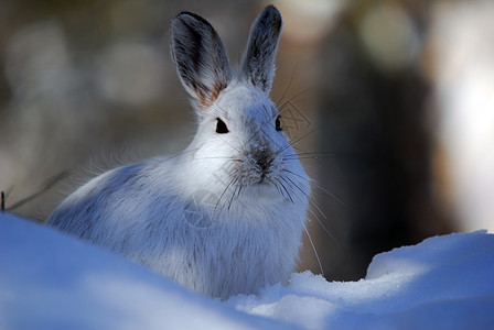 白雪雪公主栅栏荒野阴影动物兔子打猎白色哺乳动物降雪金属图片