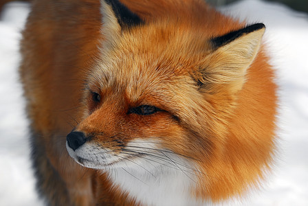 红狐狸犬类打猎鼻子动物捕食者眼睛毛皮荒野哺乳动物野生动物图片
