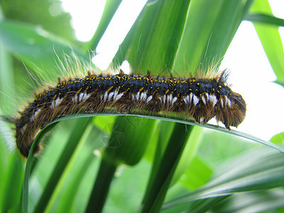 毛毛虫头发幼虫宏观绿色昆虫野生动物棕色毛虫白色害虫图片