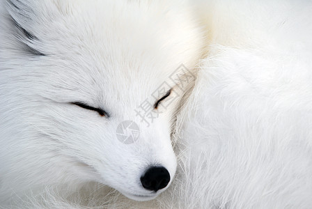 北极狐分支机构毛皮哺乳动物白色野生动物犬类动物皮毛黑色背景图片