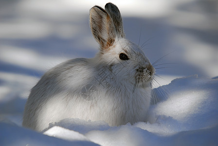 白雪雪公主阴影降雪打猎痕迹栅栏荒野兔子白色动物哺乳动物图片