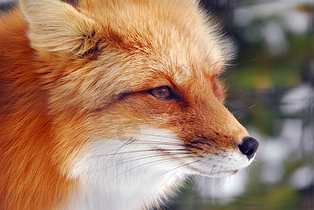 红狐狸捕食者哺乳动物犬类眼睛野生动物荒野动物鼻子毛皮打猎图片