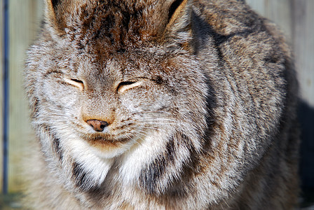 加拿大 Lynx眼睛野生动物鼻子爪子耳朵动物野猫荒野猫科动物山猫图片