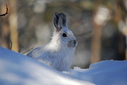 白雪雪公主白色荒野兔子季节性动物栅栏降雪金属阴影痕迹图片