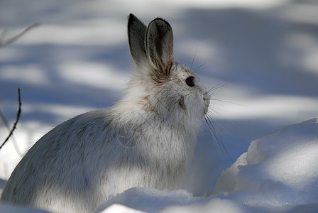 白雪雪公主动物打猎兔子栅栏白色金属荒野阴影降雪哺乳动物图片