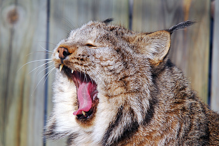 加拿大 Lynx野生动物簇绒毛皮哺乳动物山猫动物爪子眼睛荒野猫科动物图片