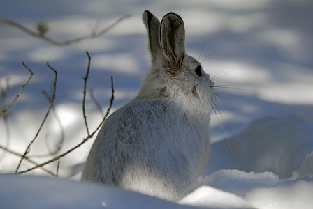 白雪雪公主荒野兔子季节性痕迹哺乳动物动物金属白色打猎栅栏图片