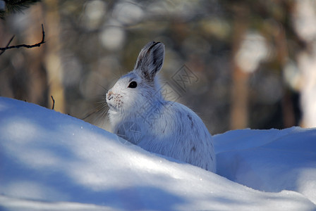 白雪雪公主动物季节性金属白色兔子打猎栅栏痕迹降雪荒野图片