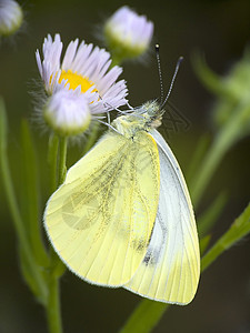 蝴蝶绿色野生动物昆虫白色鳞翅目毛虫翅膀图片