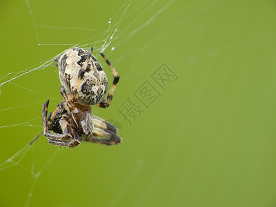 蜘蛛腹部宏观昆虫草地猎人蛛网绿色四肢图片