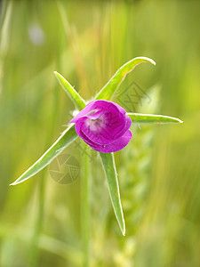玉米蚶草地粉色传单荒野自然绿色花瓣背景图片