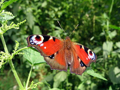 美丽的孔雀蝴蝶图片