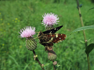 花朵上的莫特利蝴蝶昆虫棕色粉色动物动物群晴天植物群绿色翅膀杂色图片