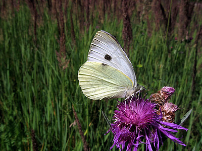 白蝴蝶白色动物绿色昆虫动物群眼睛植物群翅膀图片
