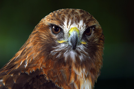 红尾鹰荒野翅膀猎人捕食者观鸟眼睛羽毛猎物尾巴绿色图片