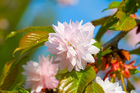 开阔的梅树枝条粉色蓝色天空宏观叶子生长植物花瓣花园图片