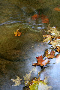 秋叶叶溪流感恩石头树叶鹅卵石森林岩石叶子潮湿落叶图片