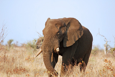 非洲大象非洲长河植物树干植物群力量旅行动物群食草獠牙耳朵濒危图片