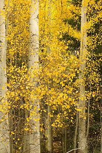 黄金阿斯匹黄色山脉树木树叶金子森林叶子背景图片