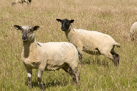 羊黑色农场羊毛母羊家畜花园动物脊椎动物哺乳动物图片