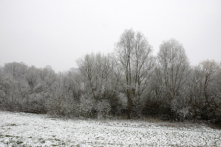 树上有雪季节公园树梢天空乡村图片