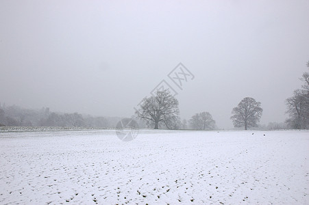 冬天公园天空树梢乡村气氛季节情绪图片