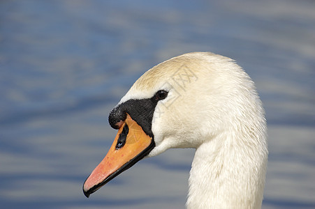 天鹅亮色池塘白色白天鹅野生动物鸟类图片