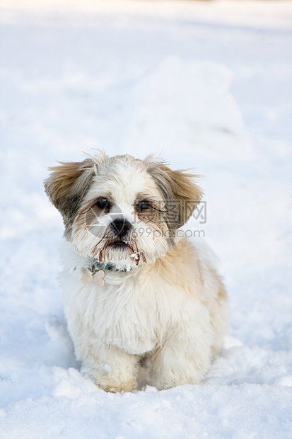 拉萨阿波索小狗在雪中图片