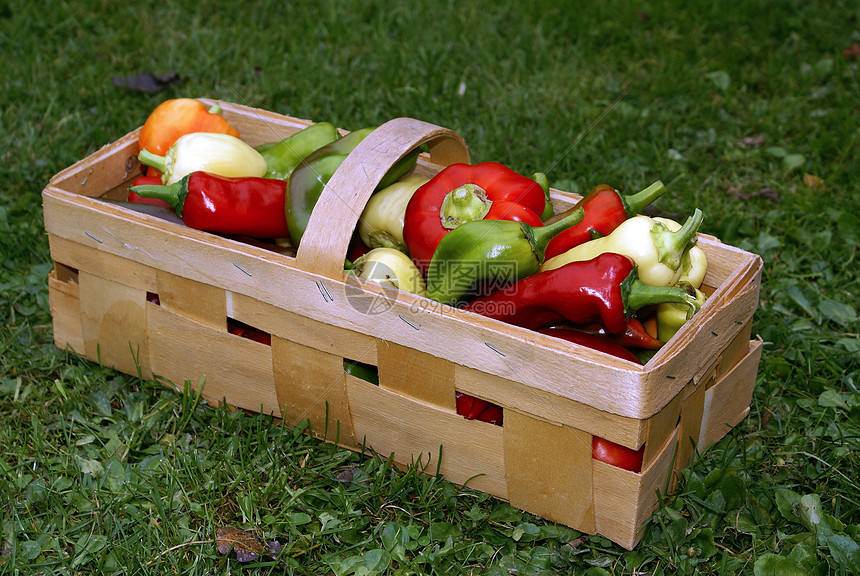 A篮子里的胡椒黄色花园绿色食物红色市场生产饮食沙拉蔬菜图片
