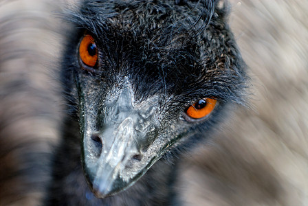 正在观察的Emu图片