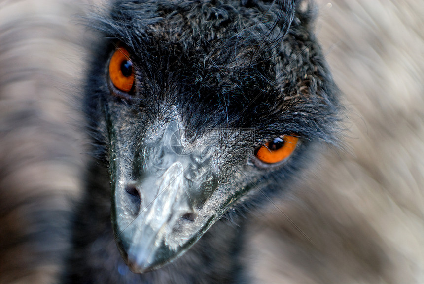 正在观察的Emu图片