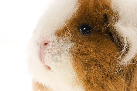 白底白皮上孤立的小白猪野生动物胡须鼻子生活毛皮宠物仓鼠叶子头发绒毛图片