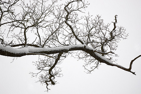 白雪分支橡木树干背景图片