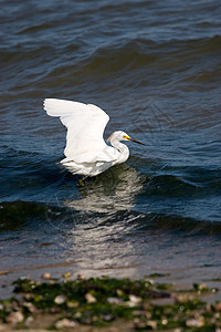 雪白雪生态打猎白鹭海洋湿地翅膀羽毛优雅海岸海滩图片
