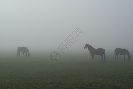 马在雾中雾气薄雾草地场地图片