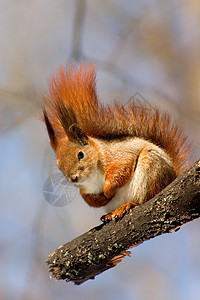红松鼠在树枝上荒野野生动物生物红色小动物动物图片