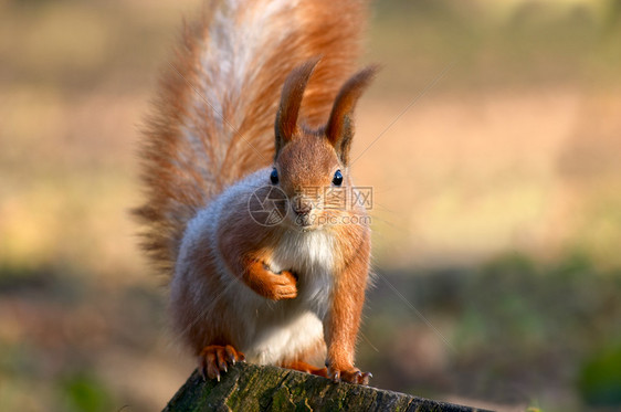 红松鼠生物红色毛皮棕色树桩生活动物哺乳动物尾巴警觉图片