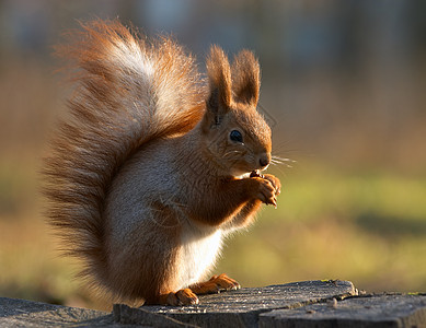 吃松鼠荒野哺乳动物野生动物红色生活尾巴毛皮图片