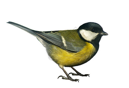 Titmouse鸟 孤立在白色上背景图片