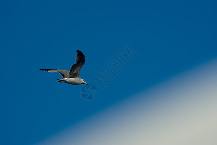 海鸥航班海滩动物飞行天空白色图片